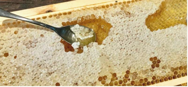 Соты с мёдом