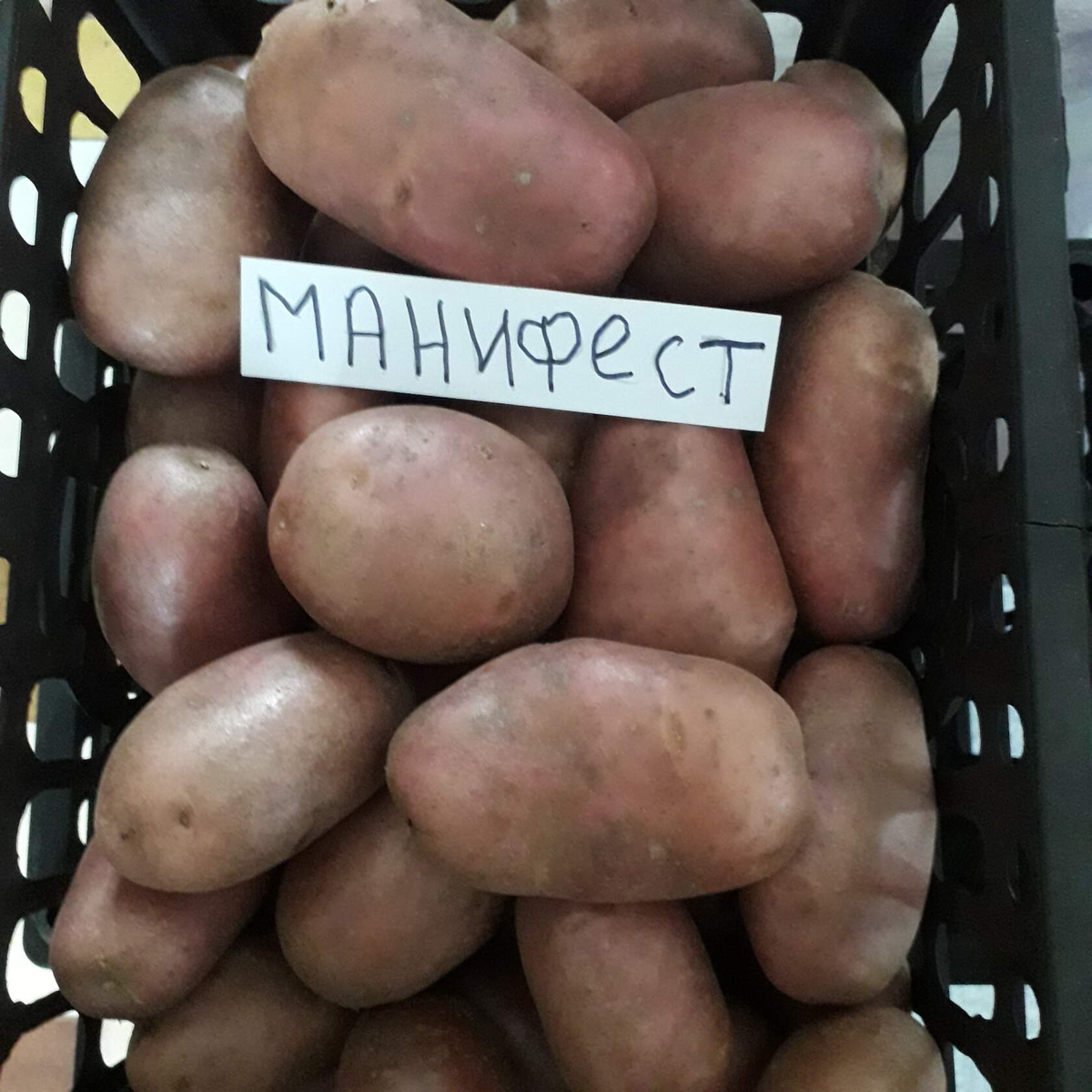 Манифест картофель фото: найдено 70 изображений