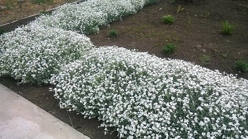 Цветение ясколки начинается в мае и продолжается примерно месяц