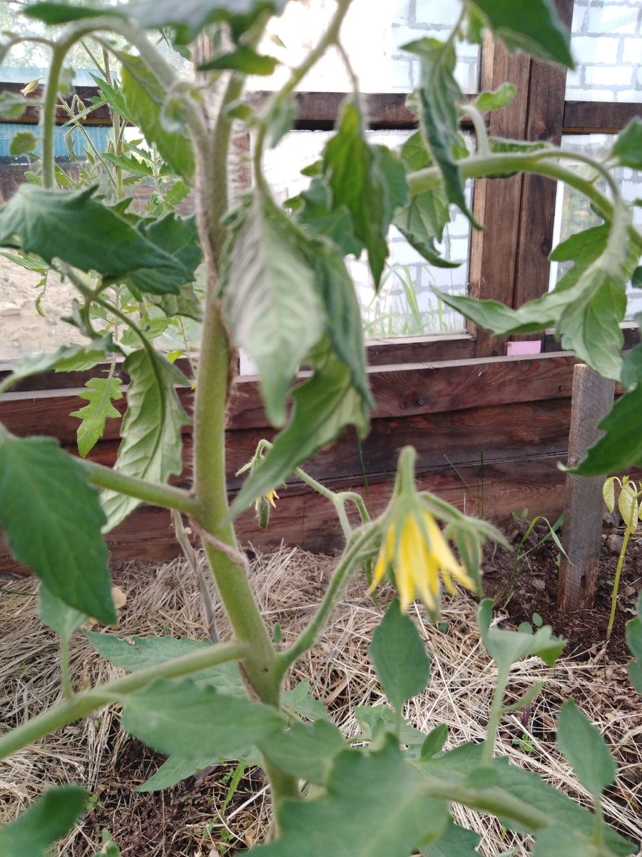 Этот помидор при посадке был сломан, но выжил, даёт цветочные кисти и даже через три листа, как и положено. А на заднем плане борется за жизнь болгарский перец безбожно переросший в рассадном горшочке. 