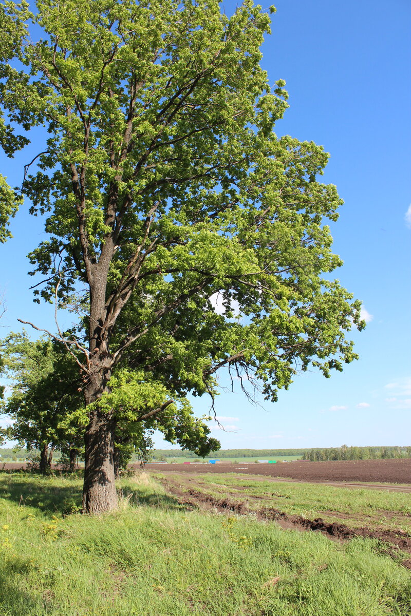 Красивые окрестности деревни Утыз имян. Фото: мое