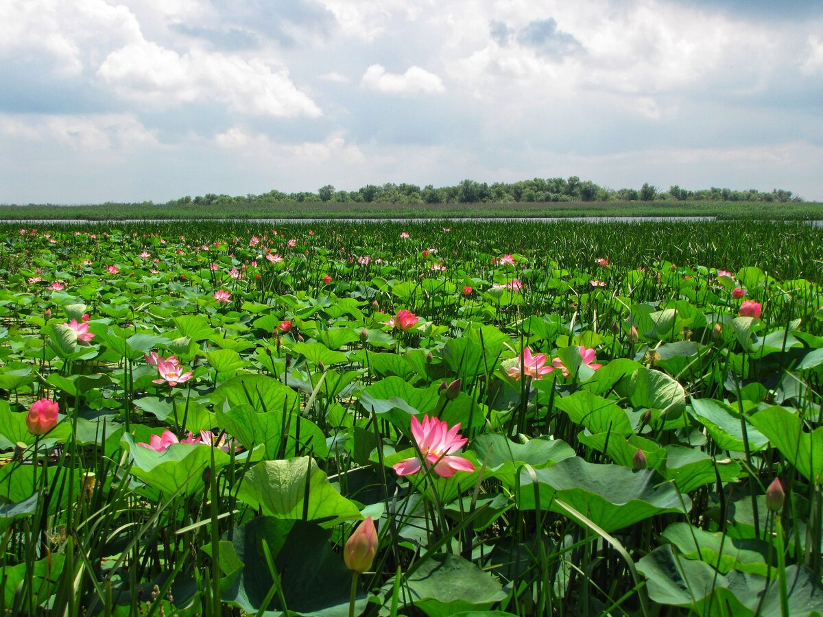 Долина лотосов, Ахтанизовский лиман, Краснодарский край.