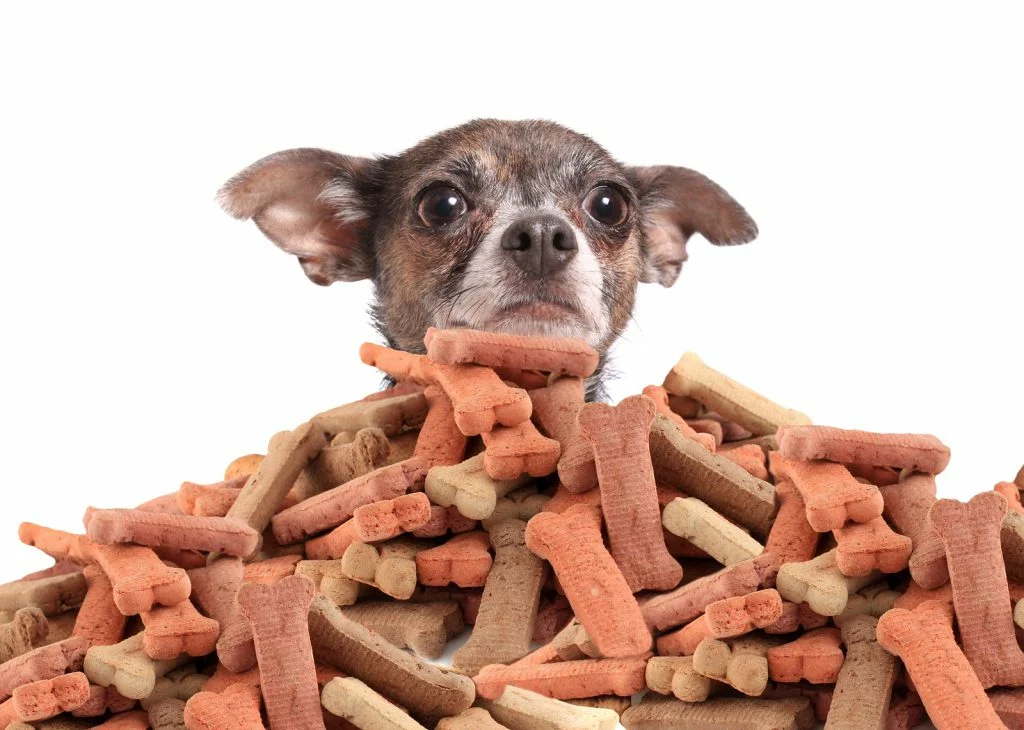 Приветствую всех читателей и любителей домашних животных! Сегодня поднимаем вопрос о запретах в рационе собак. Мои подписчики хотят узнать, что из продуктов опасно для чихуахуа и мопса.