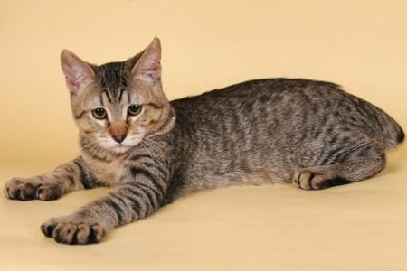 фото американской многопалой кошки