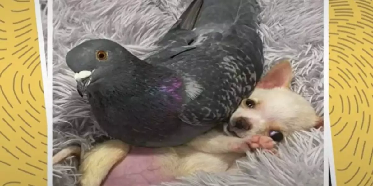 thedodo.com