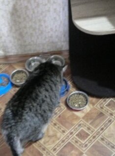 Васька слушает и ест