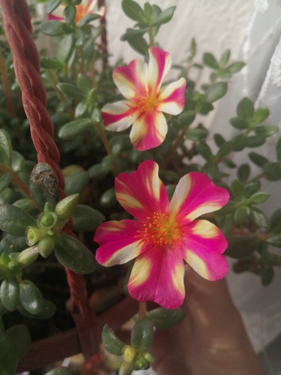 Портулак ампельный персиковая звезда