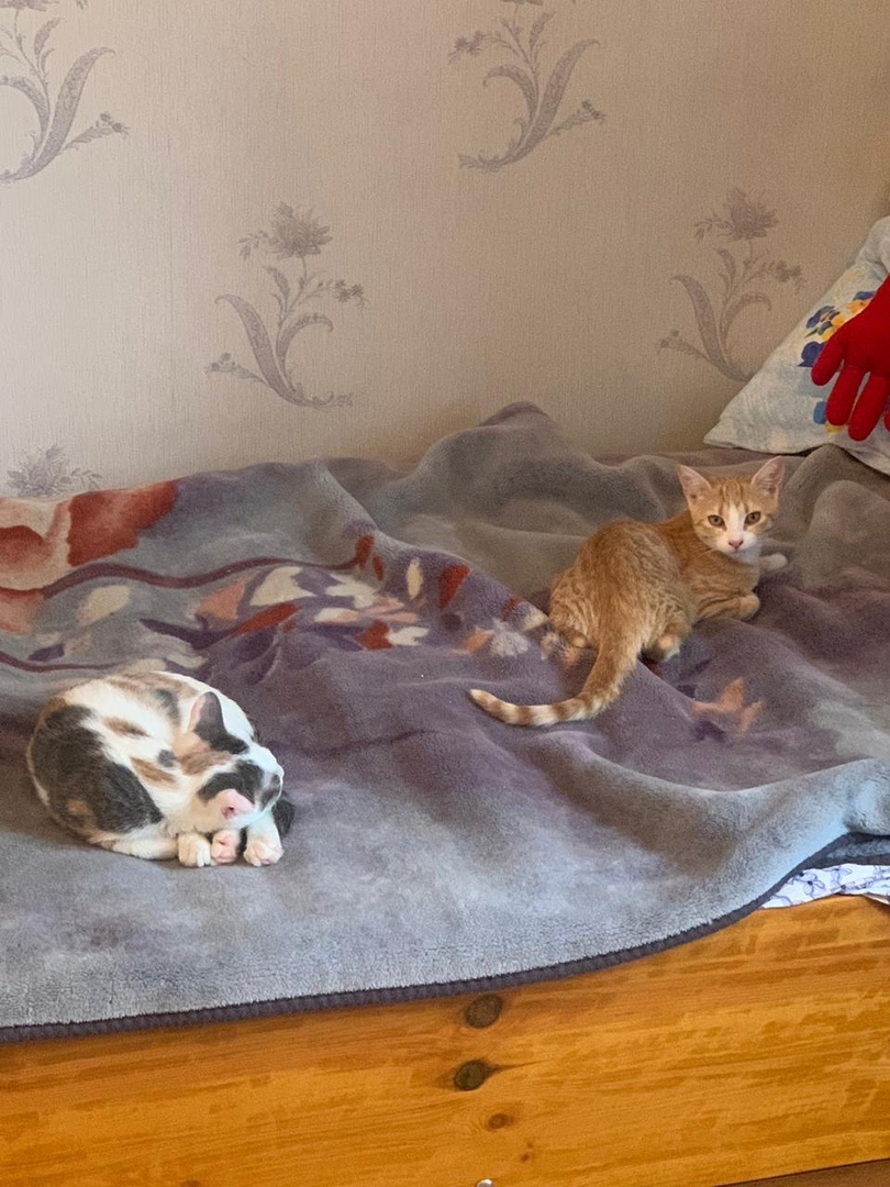 Лава и Пушинка