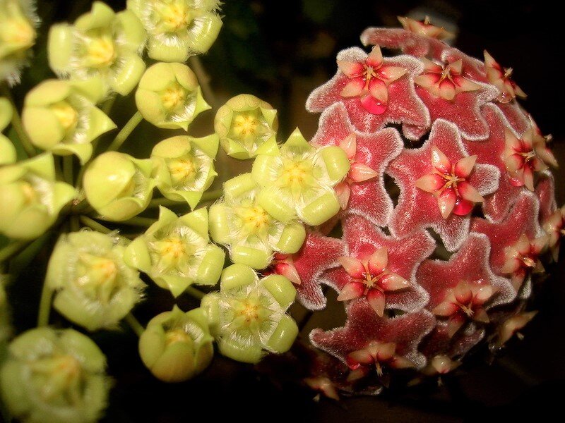 Хойя фламинго дрим фото. Хойя densifolia. Хойя Пурпуреофуска. Хойя долихоспарте. Хойя Аргентия.