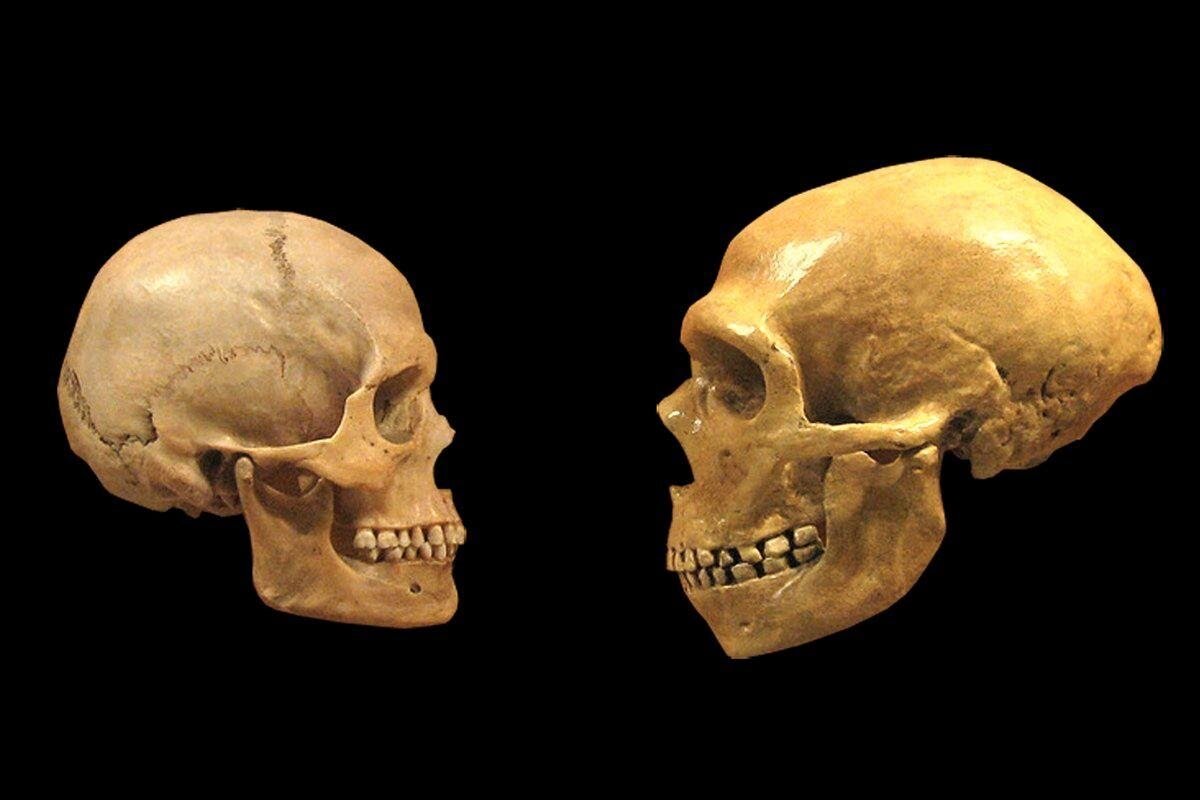 Чем неандертальцы отличались от кроманьонцев? | Древний Мир | История | Дзен