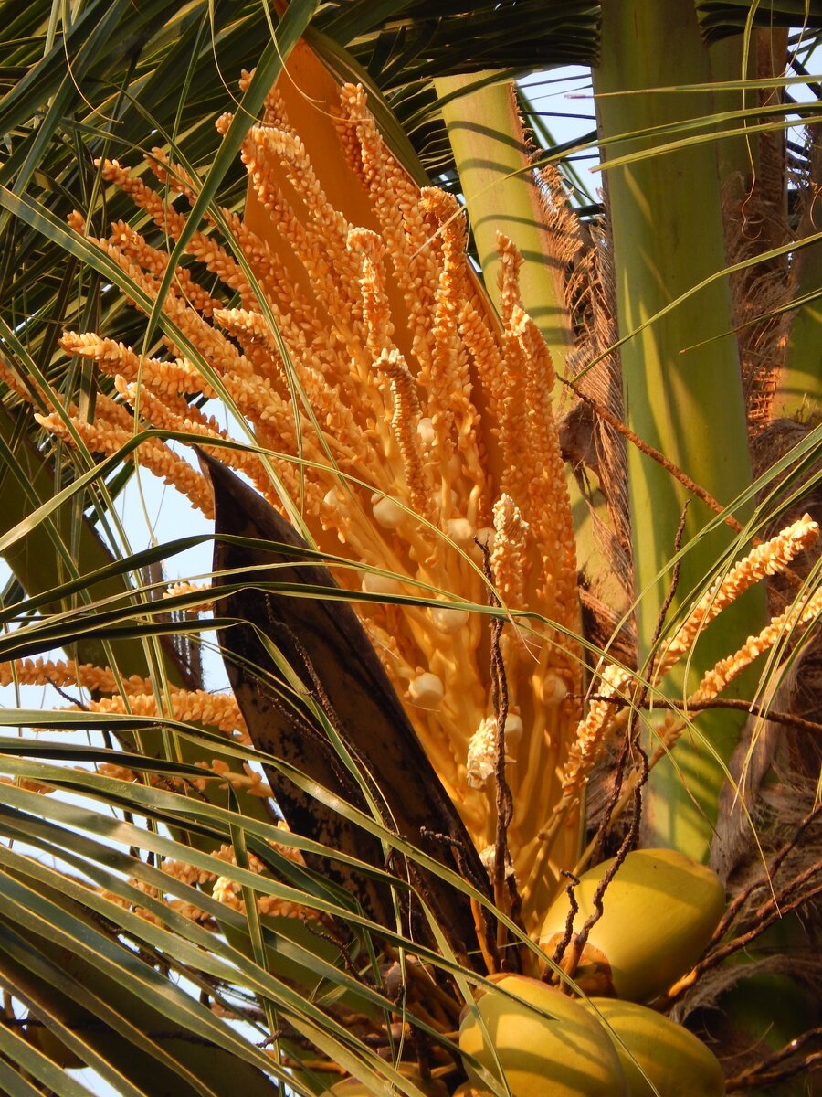 Новый урожай соседствует с прежним... (фото автора)