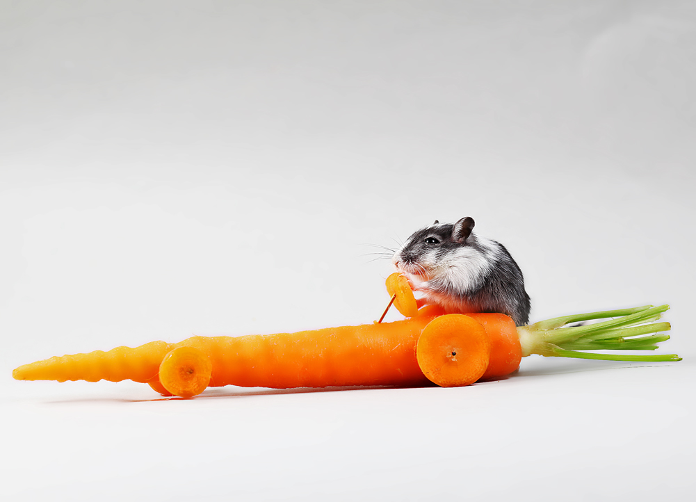 Хомяк с морковкой. Хомяк ест морковь. Хомячок с морковкой. Смешная морковь.