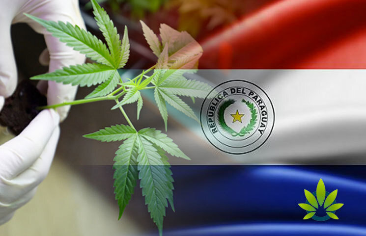 фото с сайта timesofcbd.com