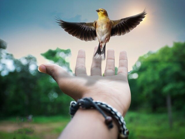 Источник pixabay.com