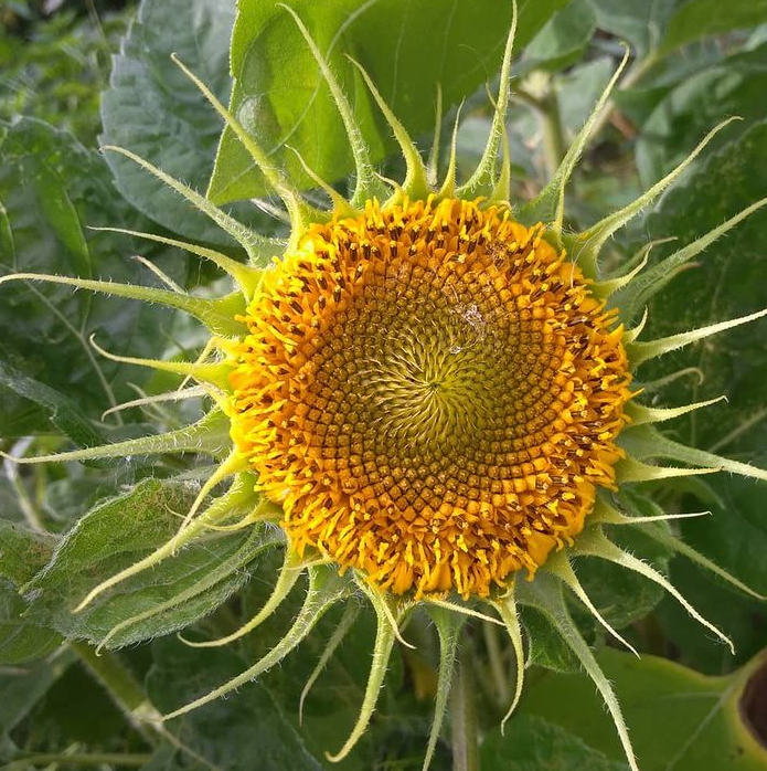 Подсолнечник Солнышко 16 сентября 2020 года.