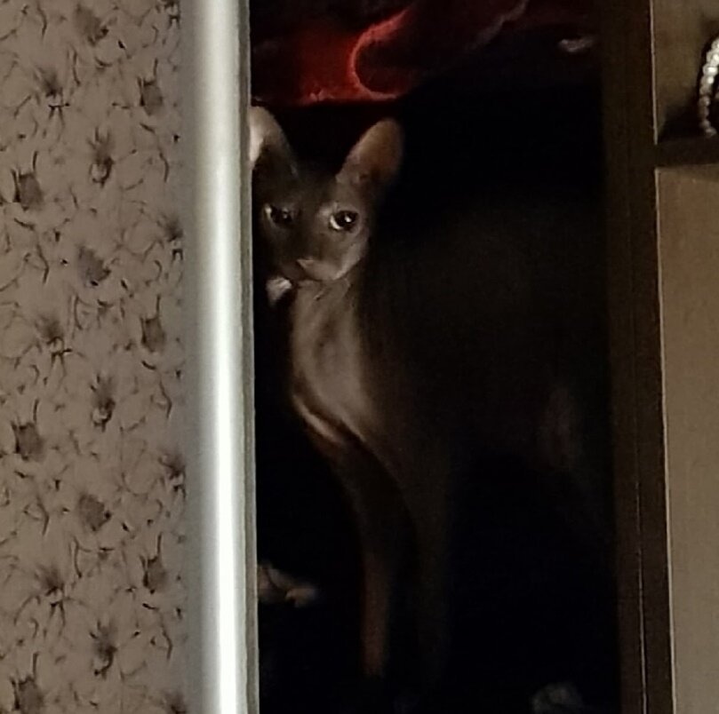 Мой шкафный демон)))