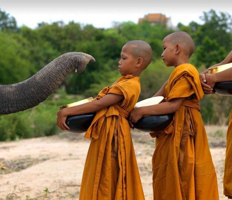 Собака на улице. Люди обыкновенные животные. Бездомные животные. Пятнистая гиена стая. Люди обыкновенные животные.