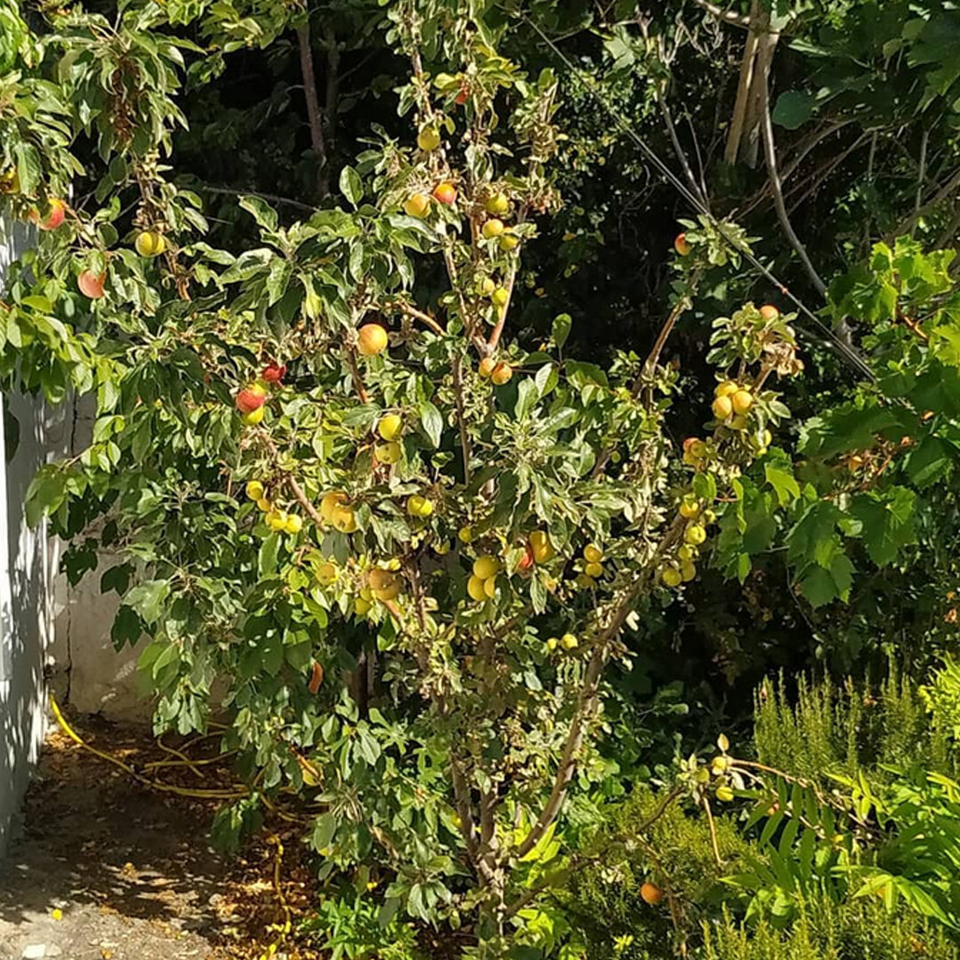 Сам «поздний Чехов» вставал почти на рассвете, возился с рукописями или в саду. 