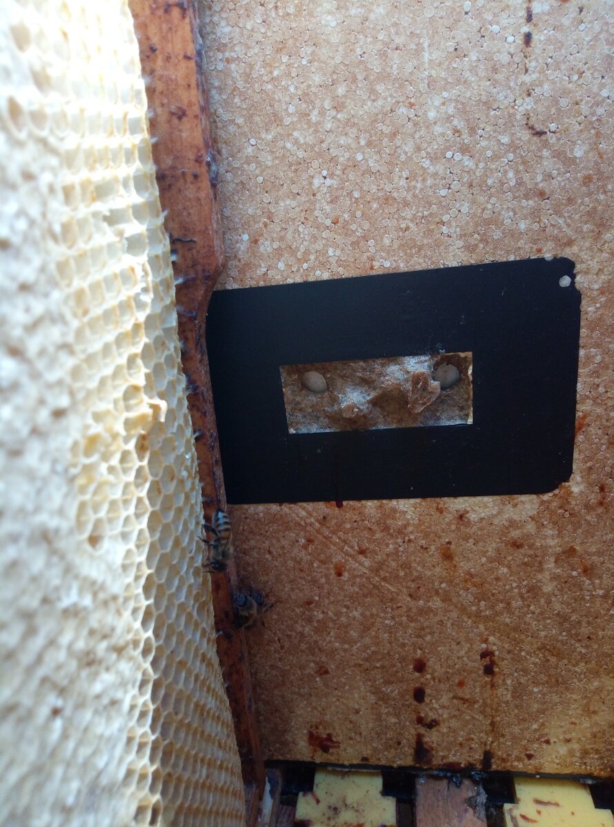 Пчелы залепили верхний леток прополисом, оставив проход для двух пчел