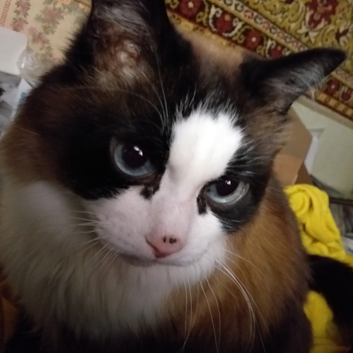 Сегодня Вася старший в стае