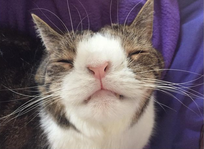 Источник lovemeow/monty_happiness