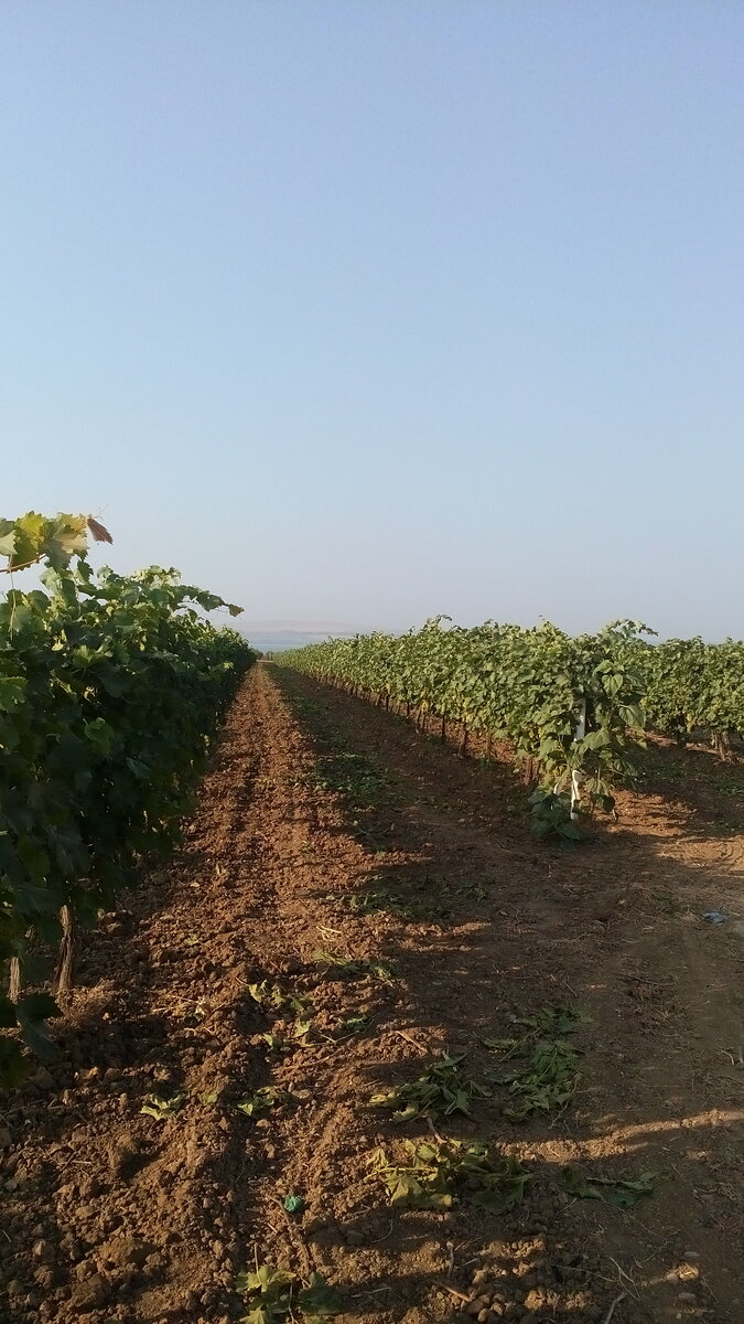 Виноградники