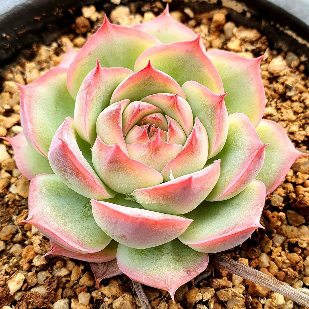 РЎСѓРєРєСѓР»РµРЅС‚ Echeveria peacockii