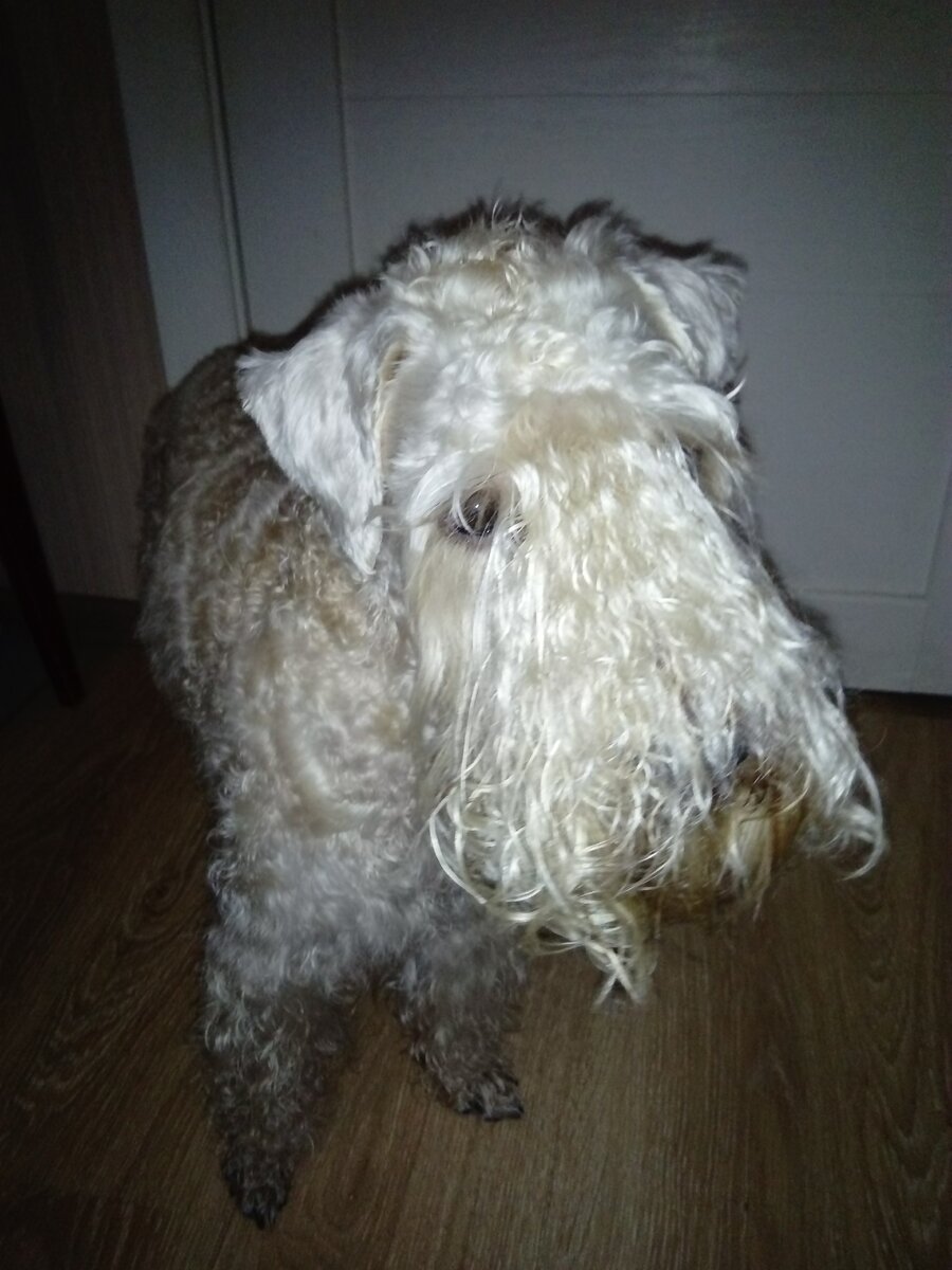 Грейс, фото "свежее", сделано было буквально несколько дней назад | Фото автора