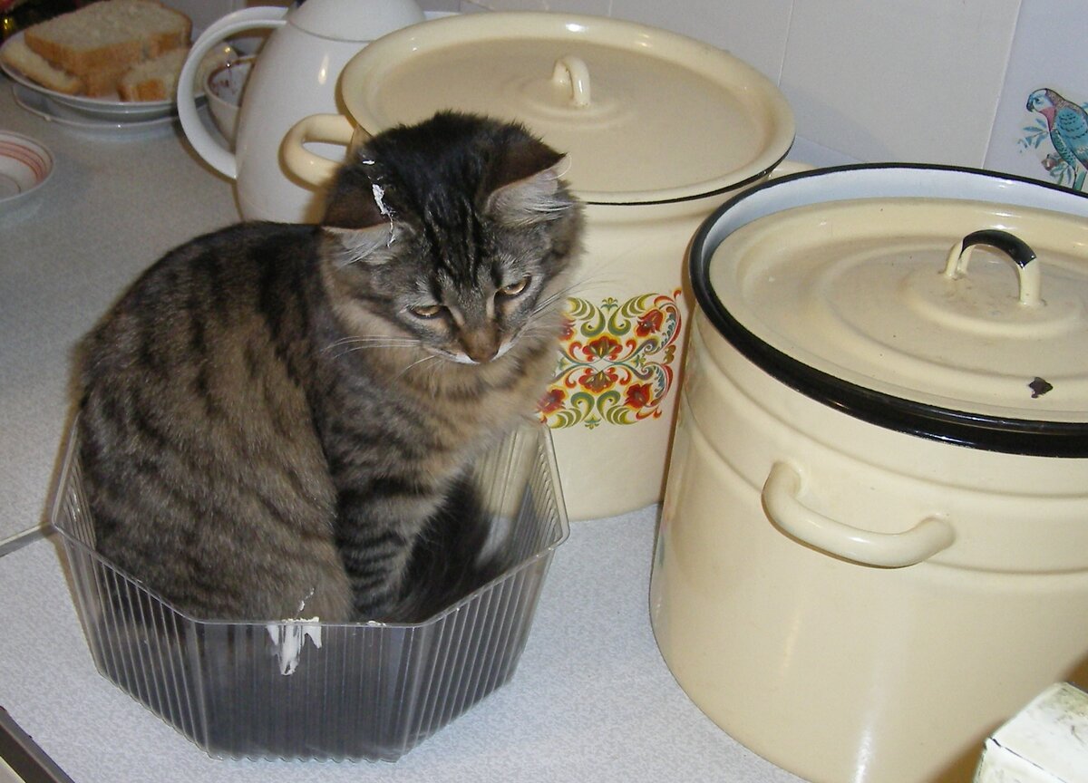 Кошичке тоже стыдно