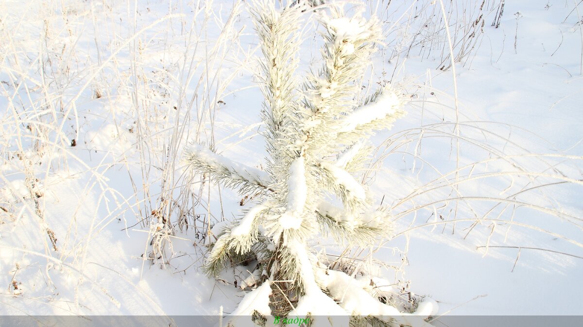 Молодая сосна