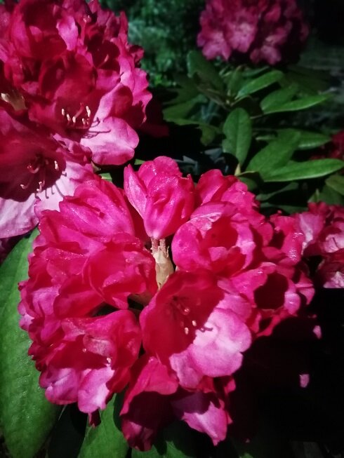 Рододендрон вечнозелёный