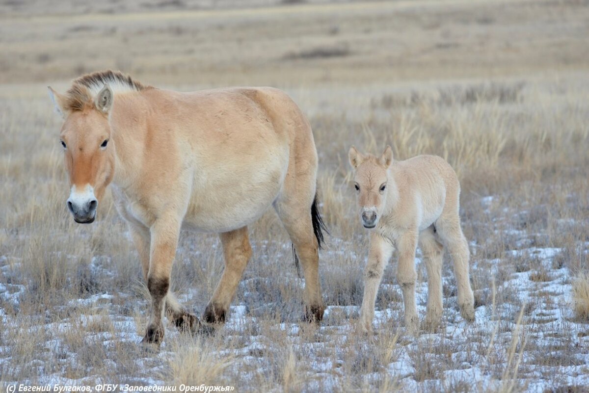 Лошадь пржевальского жеребенок. Лошадь пржевальского в оренбургской области заповедник. Лошади пржевальского оренбургский. Лошади пржевальского оренбургский. Лошади пржевальского оренбургский заповедник.