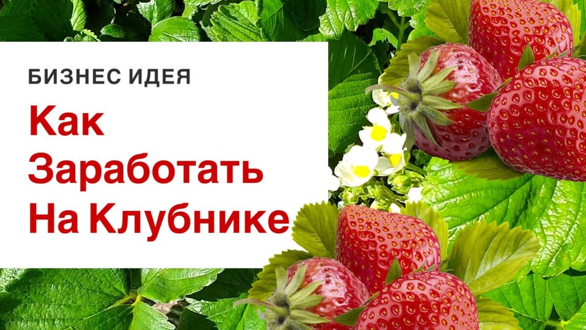 Заработок денег на клубнике | https://agro-sales.ru | Дзен