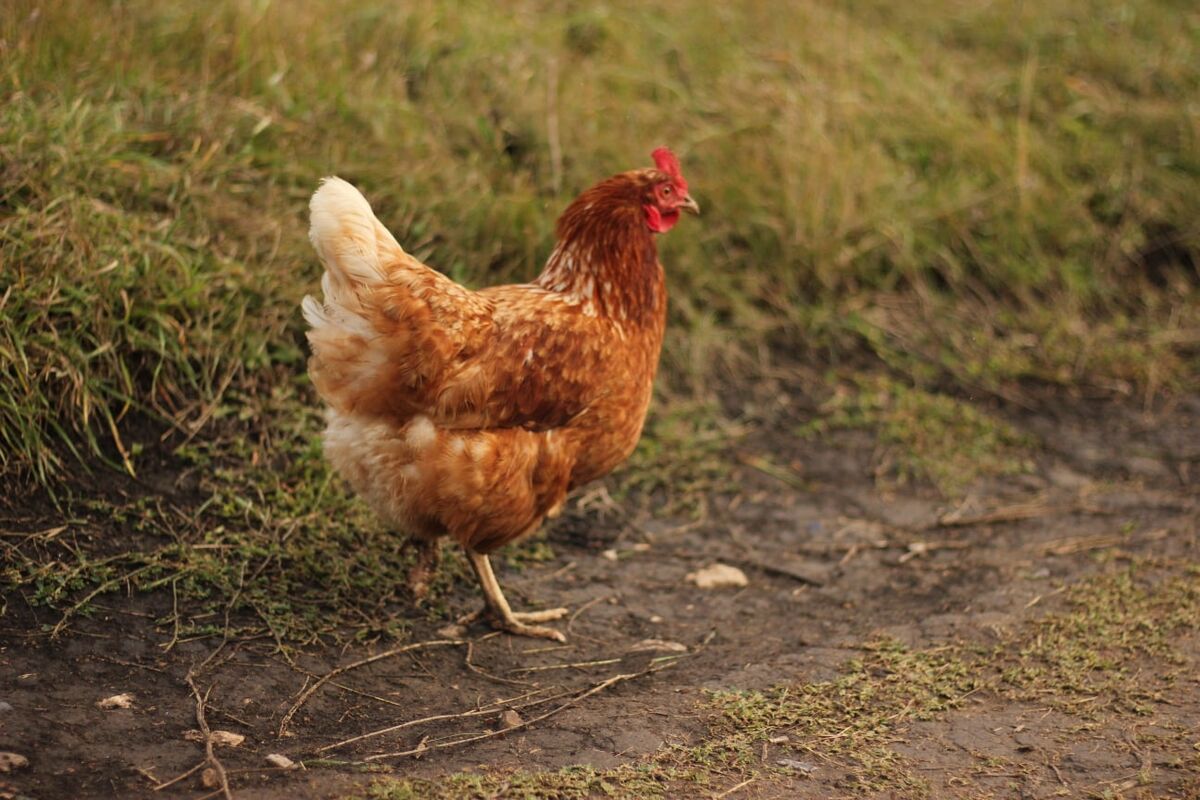 Недавно сфотографировал красавицу