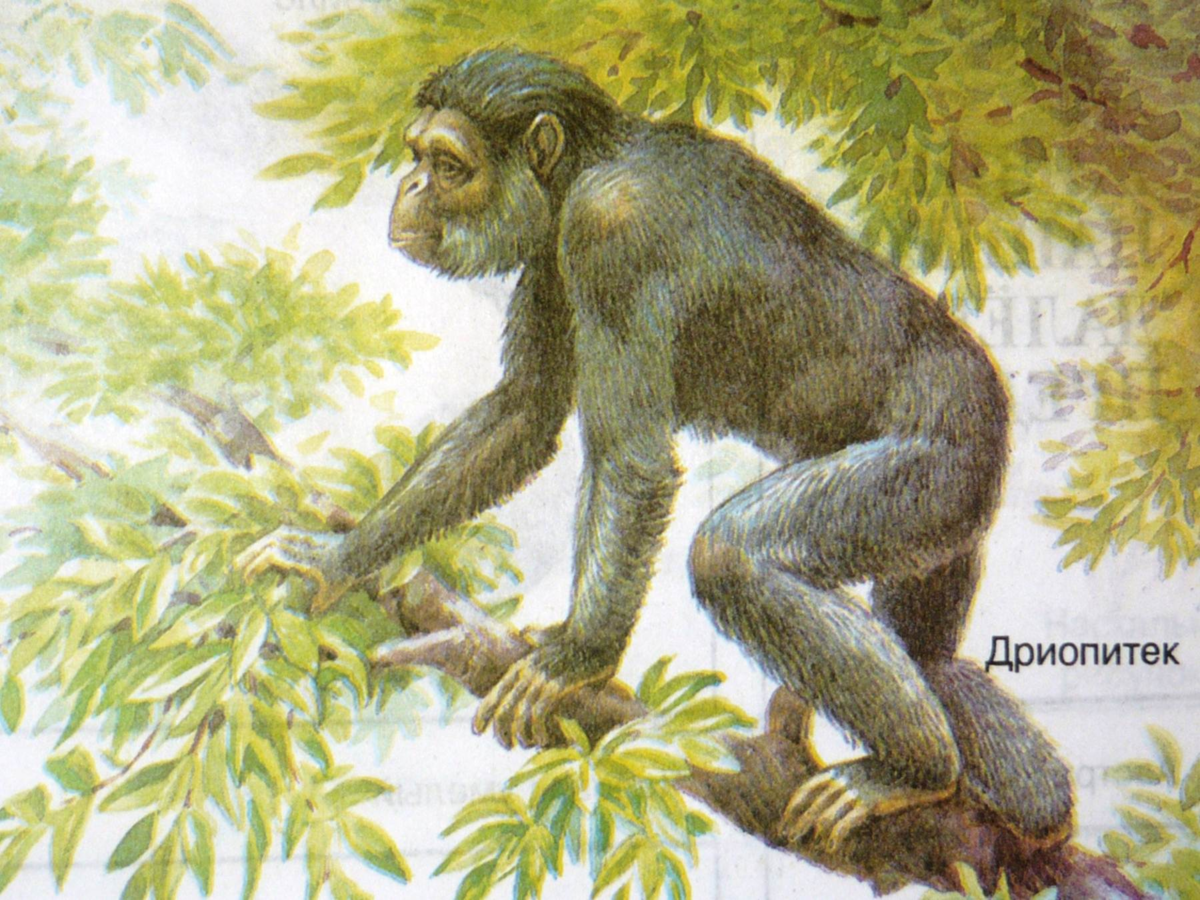 Человекообразные предки человека. Приматы и дриопитеки. Предок дриопитека. Дриопитек рамапитек австралопитек. Африканский дриопитек.
