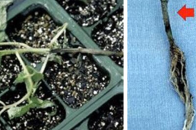 Чёрная ножка у рассады. Почернение стебля томатов. Черная плодоножка на рассаде. Черная ножка у томатов фото