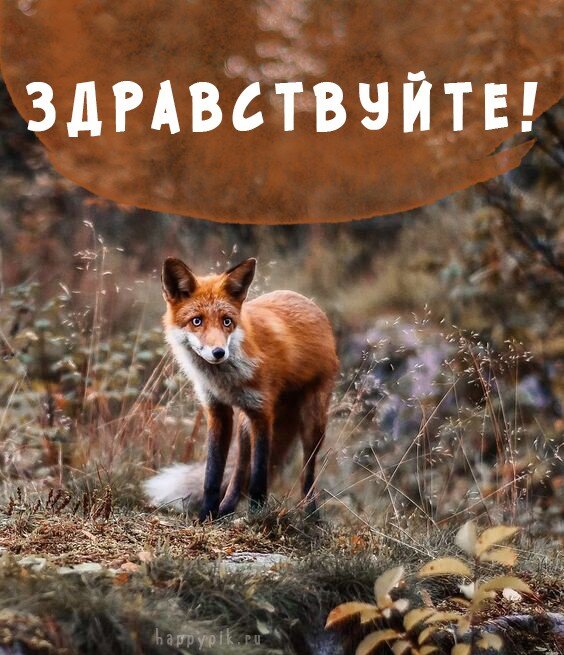 Фото взято с просторов интернета