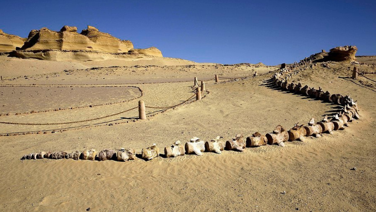 Кладбище китов в западном Египте