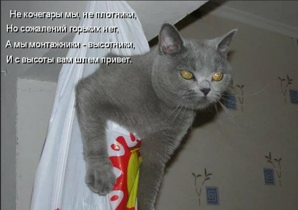 Свободу котам смешные картинки