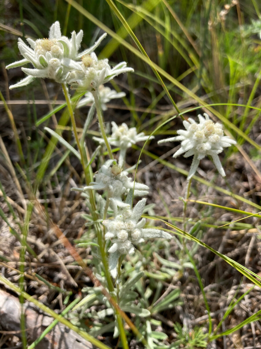 Эдельвейсы на берегах Байкала (Ольхонский район Иркутской области)