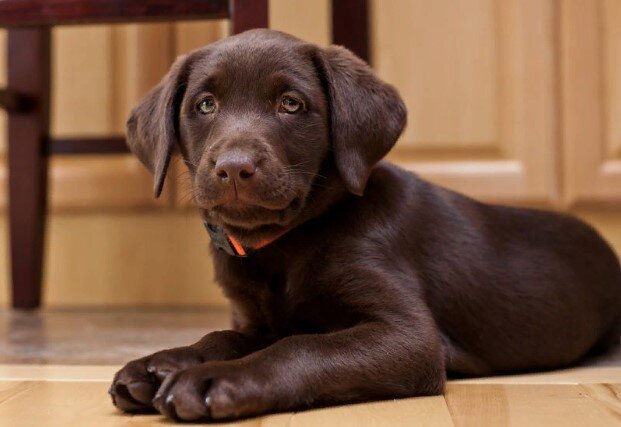 Самые красивые собаки шоколадного цвета | ТОТО | Дзен