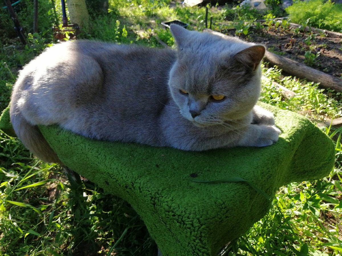 Мой кот настолько суров, что шутки с ним шутить не приходится.