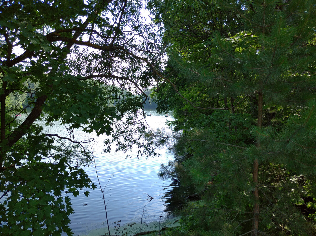 Пруд чёска расположен среди леса