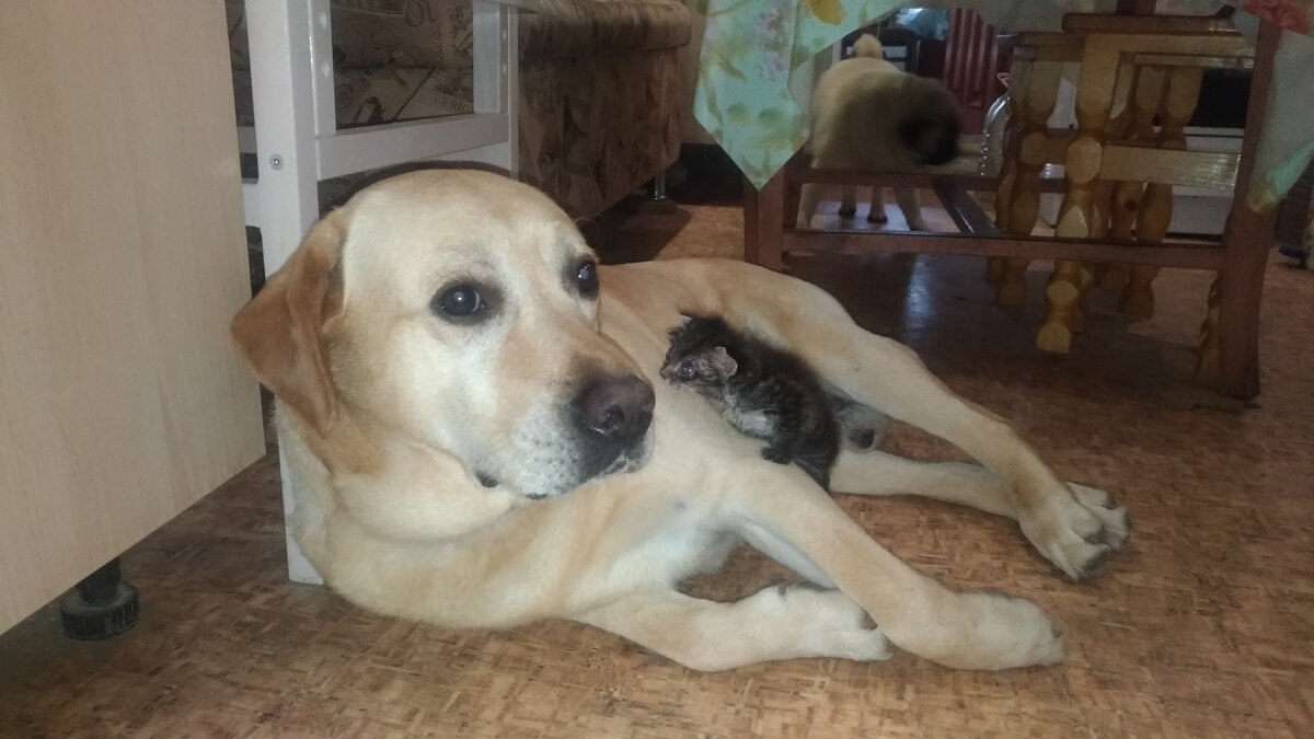 Тор нянчит Варежку)))