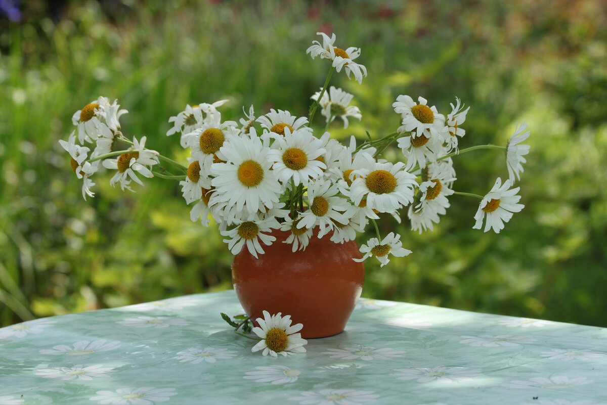 Букет ромашек. Фото автора
