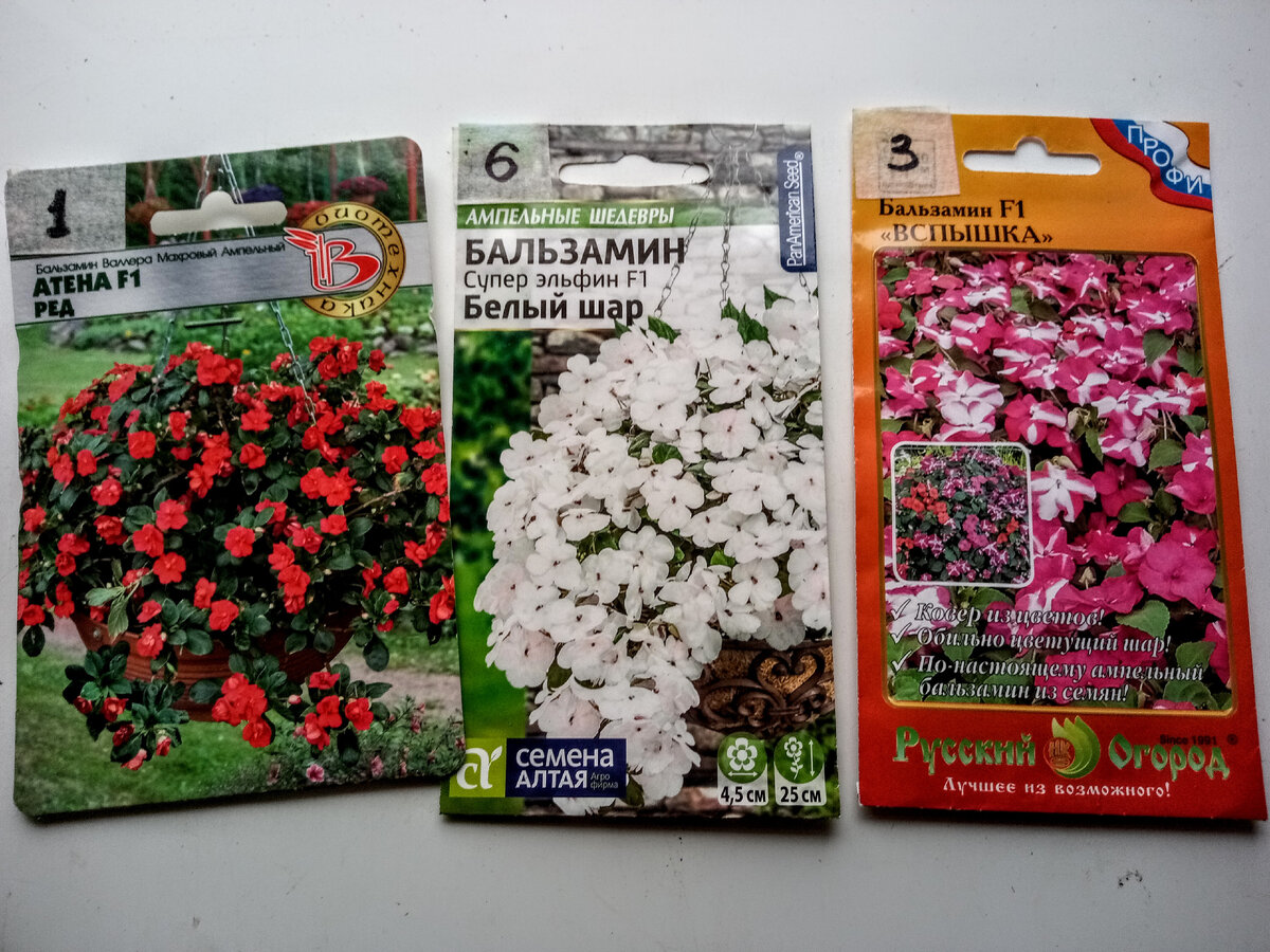 Семена ампельных бальзаминов, посеянные 31 марта 2021 - Атена F1 Ред, Белый Шар, Вспышка