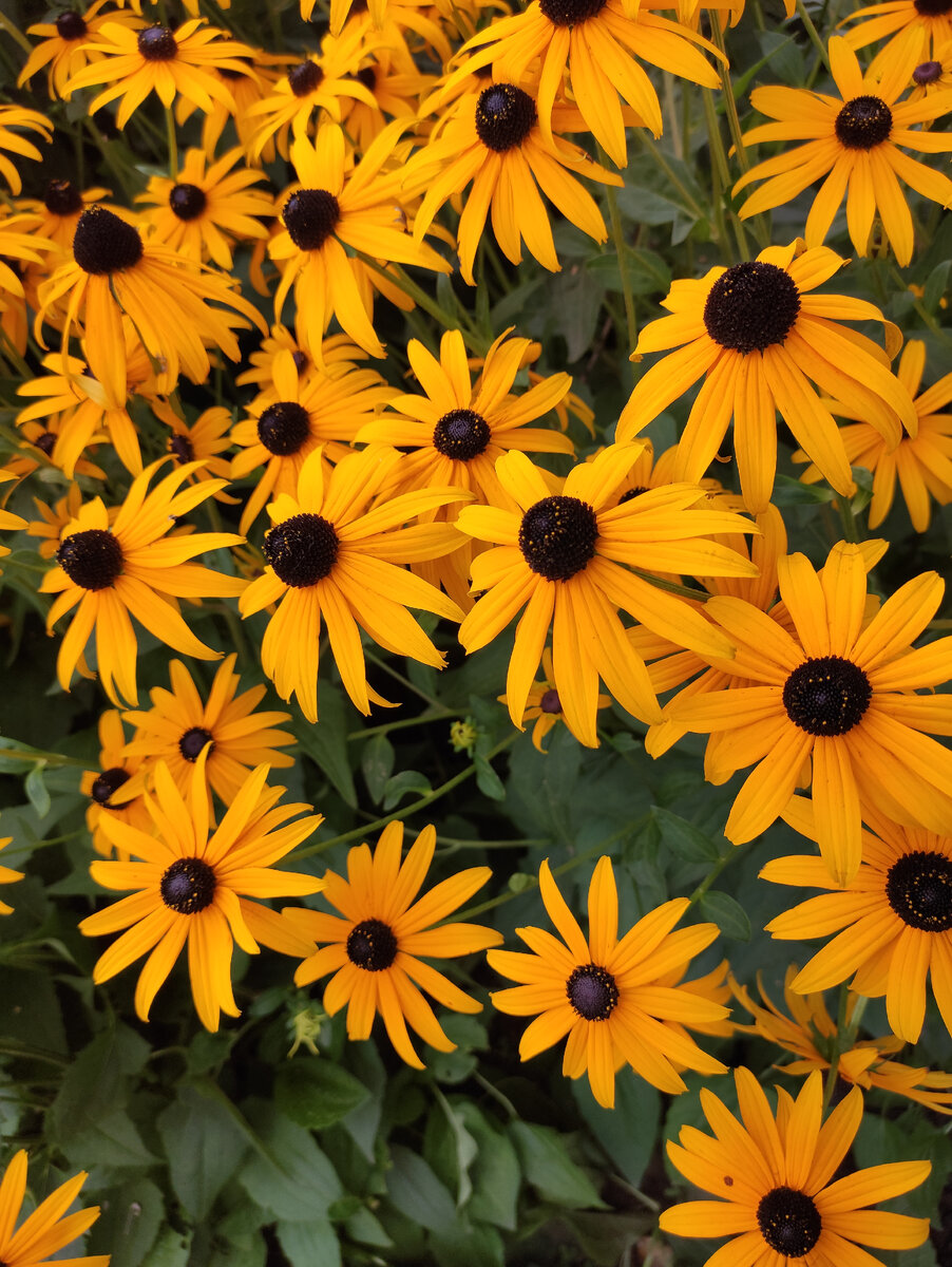 Как же я люблю эти желтые ромашки