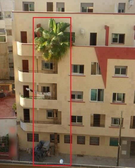 бабулина пальма добралась на 5 этаж