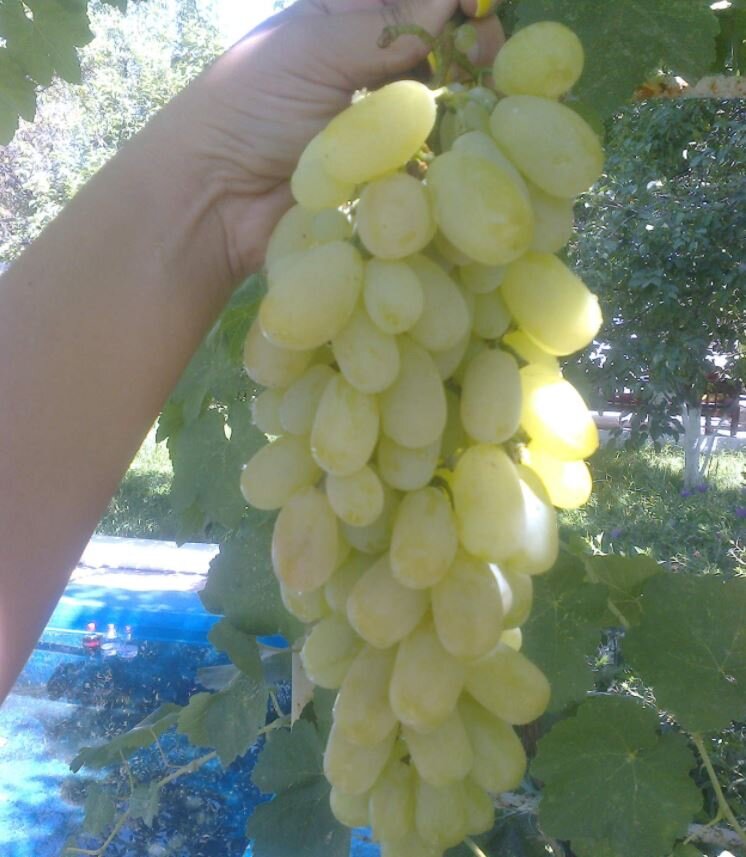 Как прозрачен виноград