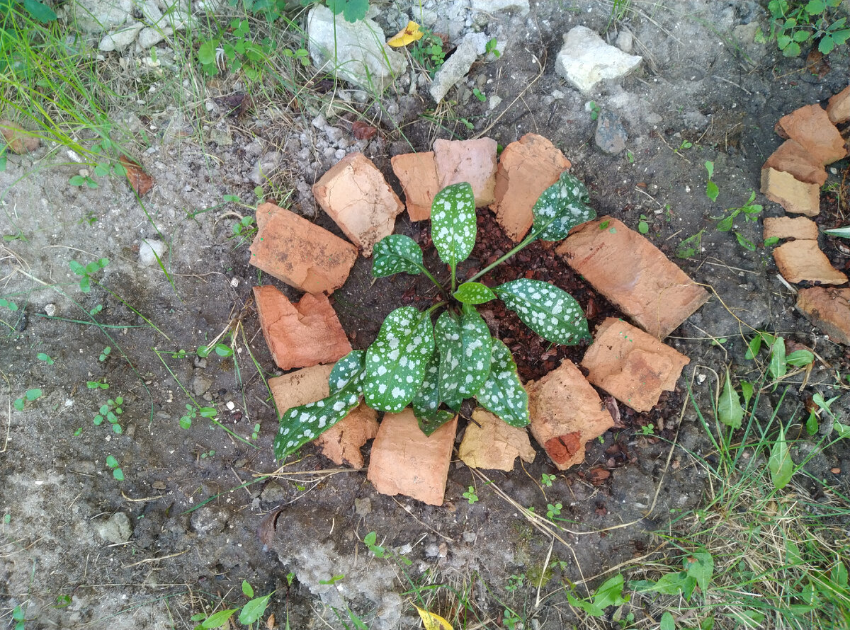 Правда между ними медуничка затесалась